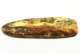 Detailed Fossil Moth, Fly, Beetle, and Wasp in Baltic Amber #307218-1